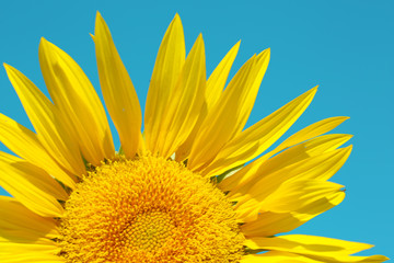 Beautiful sunflower on blue sky background, close up