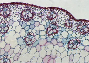 Cell Gene Microscopic Series