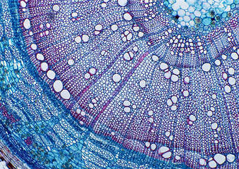 Cell Gene Microscopic Series