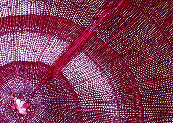 Cell Gene Microscopic Series