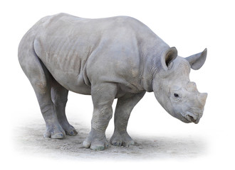 The Northern White Rhinoceros (Ceratotherium simum cottoni).