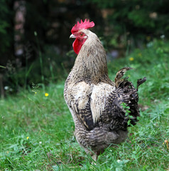 Rooster in nature farm