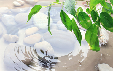 Green leaves with reflection in water