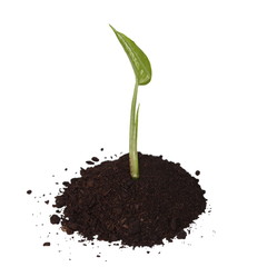 tropical plant tree growing seedling in soil isolated on white