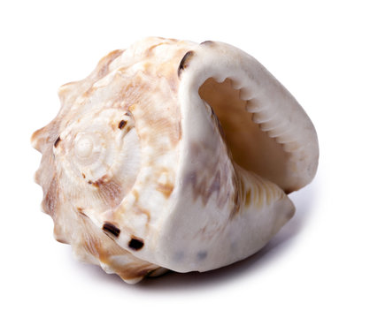 Conch Shell - Frontside Diagonal