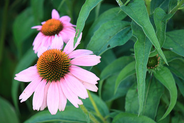 Echinacea purpurea magnus - Flower