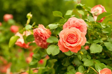 Tuinposter Orange rose © Roxana