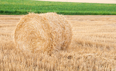 Bundles of straw on the field after harvest.