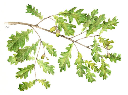 Farnia - Quercus robur