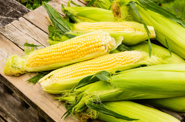 Ears of fresh yellow sweet corn