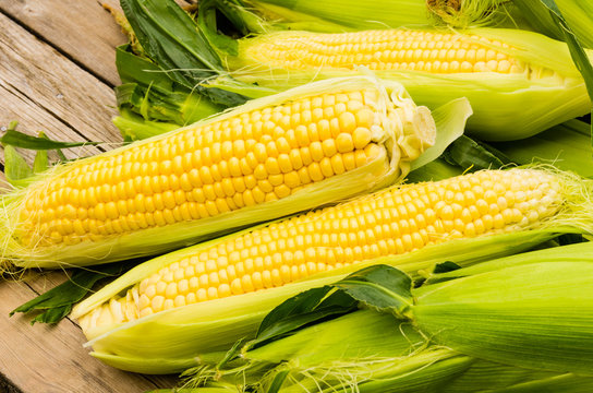 Ears of fresh yellow sweet corn