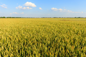 Fototapeta premium agricultural field