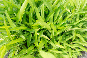 Green leaves