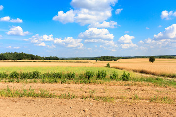 Obraz premium agricultural field