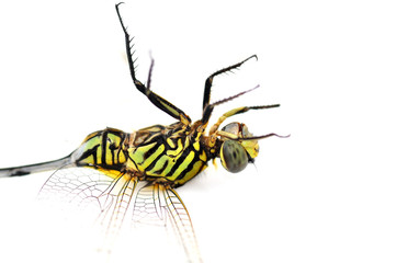Green Tiger Skimmeri dragonfly