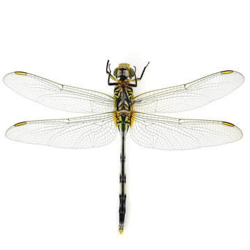 Green Tiger Skimmeri dragonfly