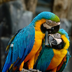 Blue and Gold Macaw