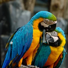 Papier peint photo Perroquet Blue and Gold Macaw  © panuruangjan
