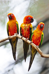 Sun Conure