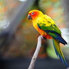 Sun Conure