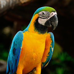 Blue and Gold Macaw