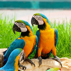 Blue and Gold Macaw