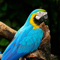 Blue and Gold Macaw