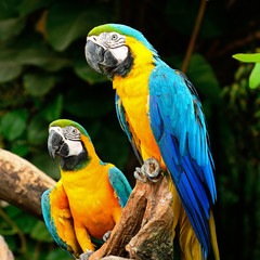 Blue and Gold Macaw