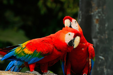 Scarlet Macaw