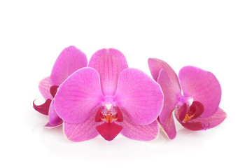 Fototapeta na wymiar Three pink orchid flowers