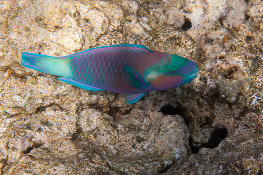 Dusky parrotfish is underwater