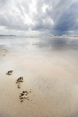 Canine Footsteps on Winter Beach