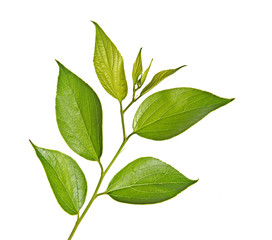 Obraz premium branch