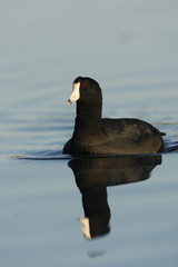 American coot, Fulica americana