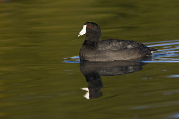 American coot, Fulica americana