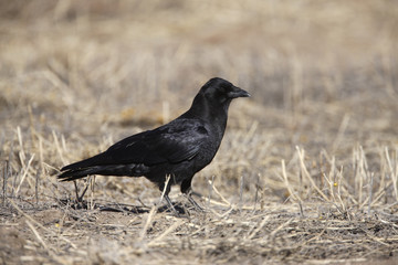 American crow, Corvus brachyrhynchos