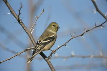 American goldfinch, Carduelis tristis