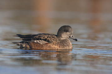 American wigeon, Anas americana