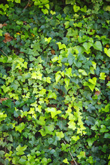 Green wall of Ivy leaves