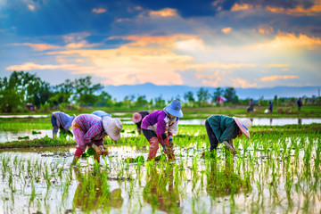 Farmers are planting rice in the farm. - Powered by Adobe
