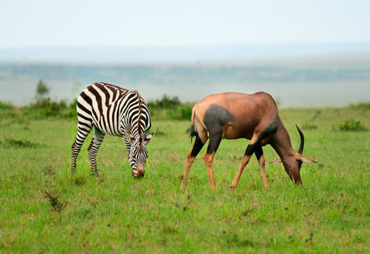 Zebras  and Topi Antelope (Damaliscus lunatus) in african savann