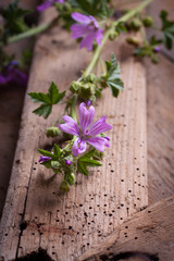 Mallow flower - Malva sylvestris - Medicinal plant