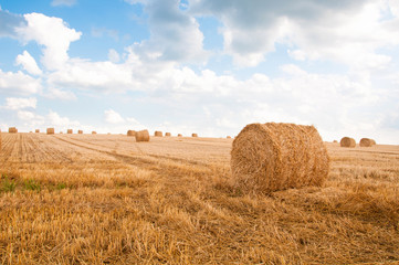 Fototapeta na wymiar Bundles of straw on the field after harvest.