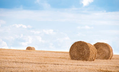 Bundles of straw on the field after harvest.