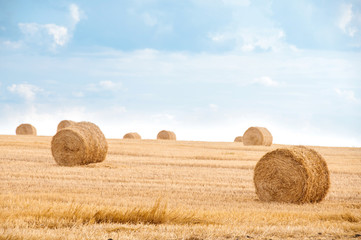 Bundles of straw on the field after harvest.