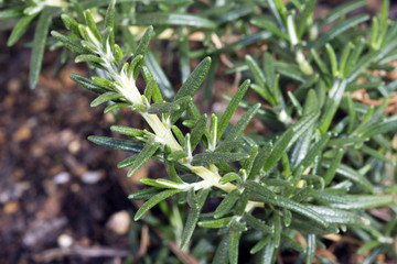 Cultivated Rosemary
