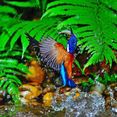 Obraz premium male Blue-eared Kingfisher