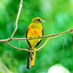 male Orange-breasted Trogon