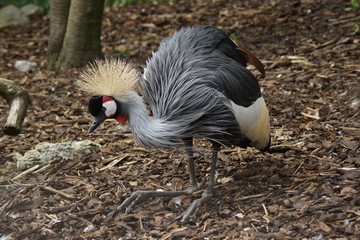 Fototapeta premium Grey Crowned Crane - Balearica regulorum