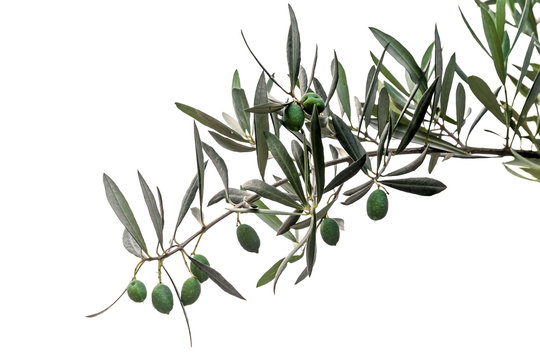Green olives on branch isolated on white